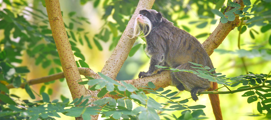 zoo-carbet-animaux