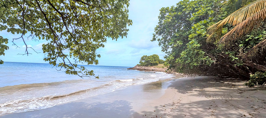 mancenilliers-bordure-de-plage-martinique