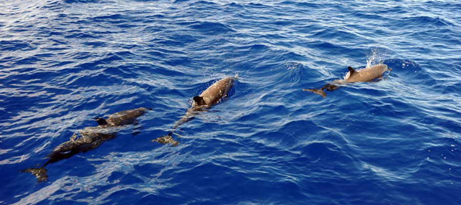 dauphins-observation-martinique
