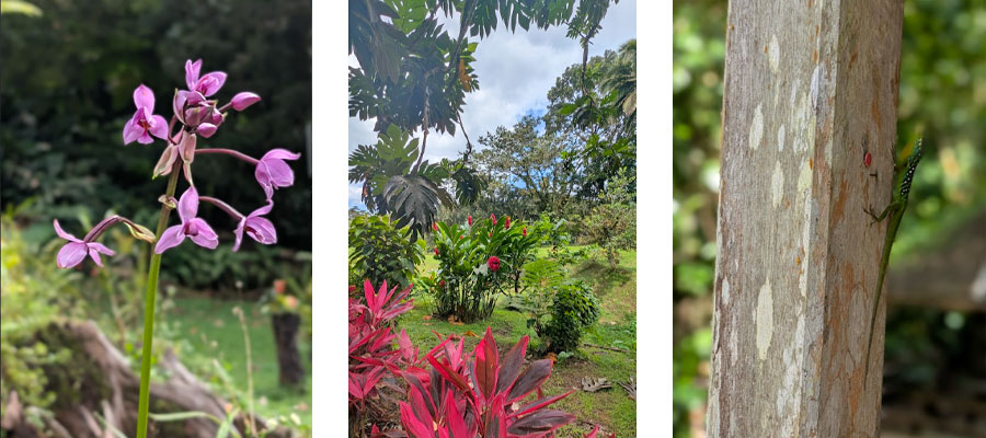 flore-domaine-emeraude-martinique