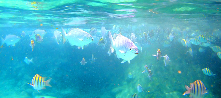 meilleurs-spots-snorkeling-martinique