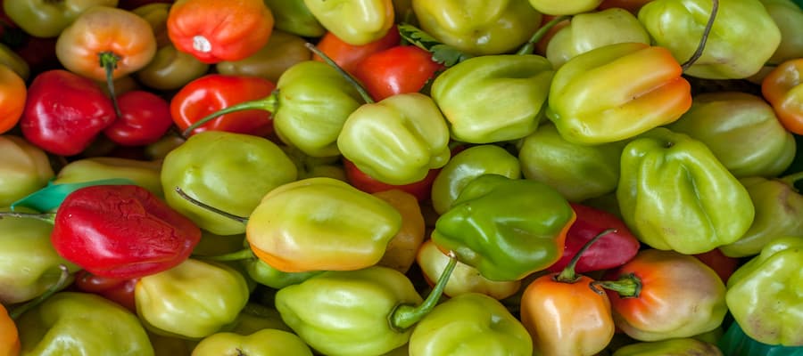 piment antillais vegetarien et bondamanjak