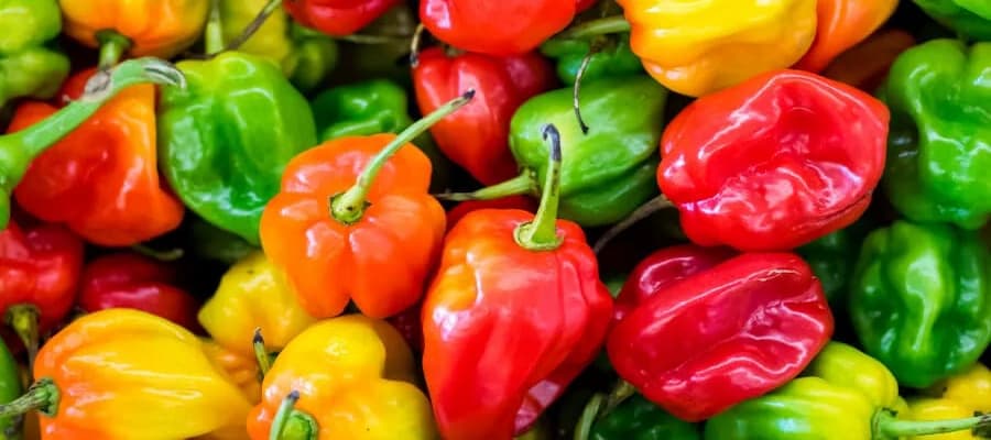 piment antillais - martinique