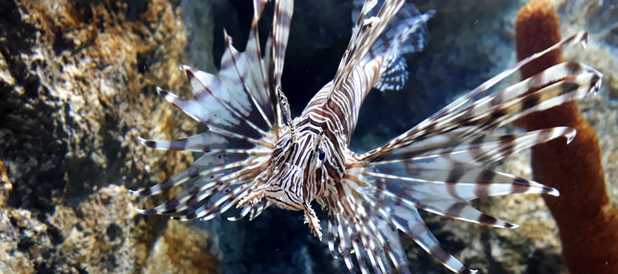 poisson-lion