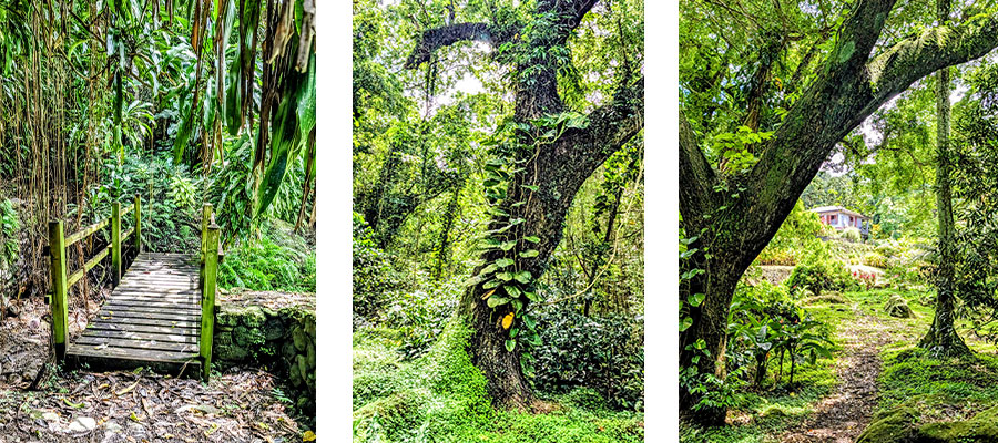 arbres-majestueux-habitation-ceron