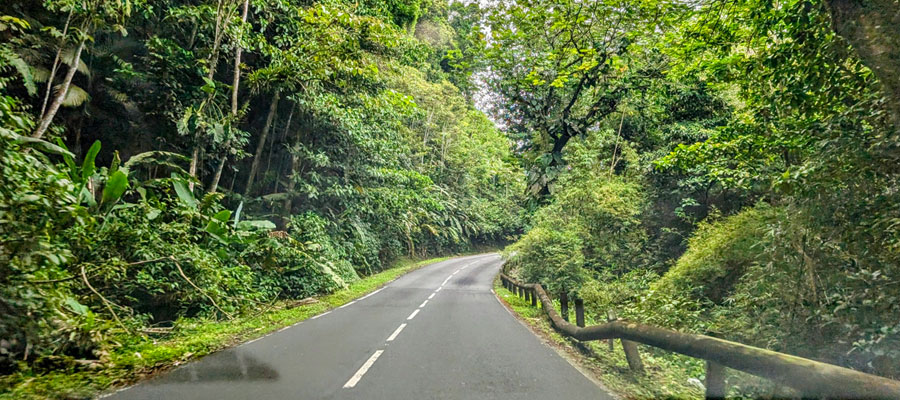 route-de-la-trace-martinique