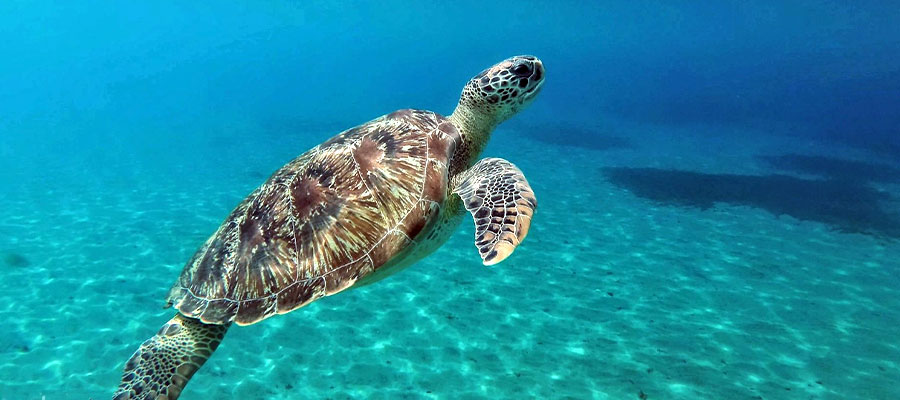 tortue-martinique