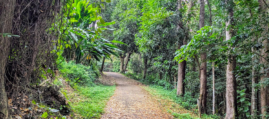 sentier-foret-de-montravail-martinique