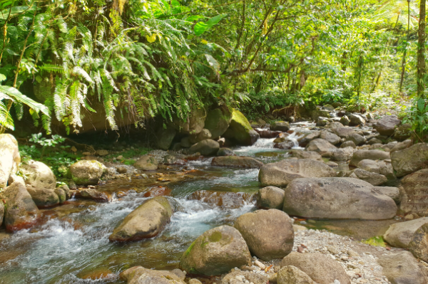Coeur Bouliki Martinique