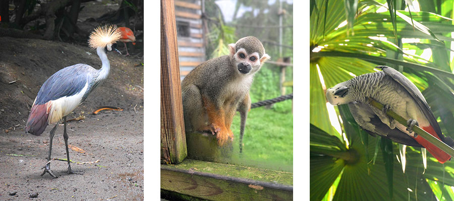 zoo-de-martinique