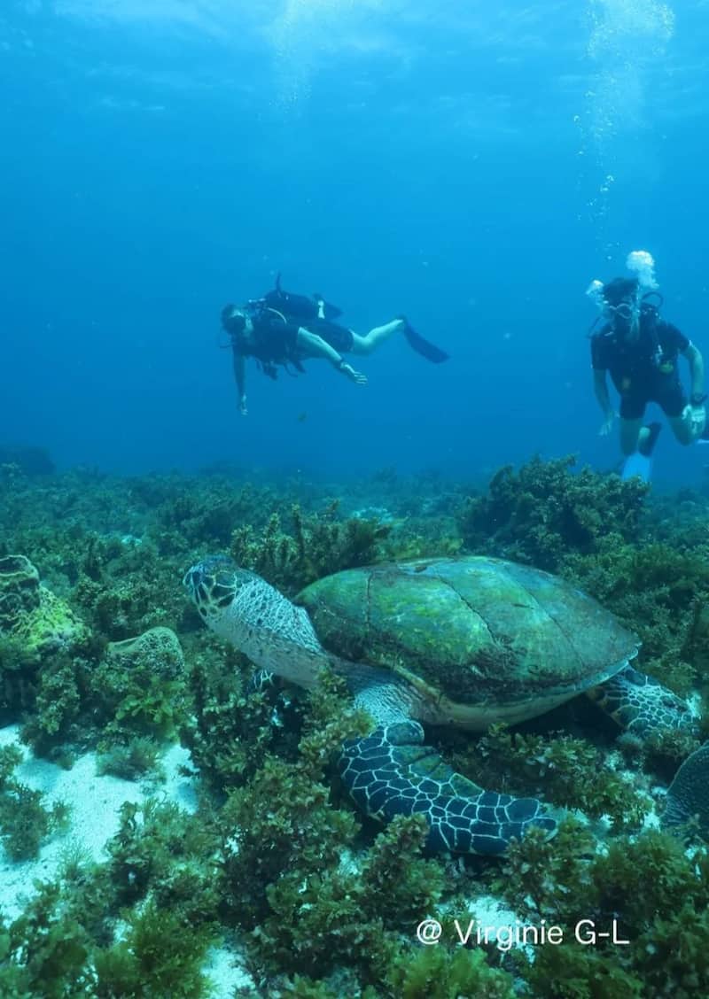 Plonger au Rocher du Diamant - Martinique