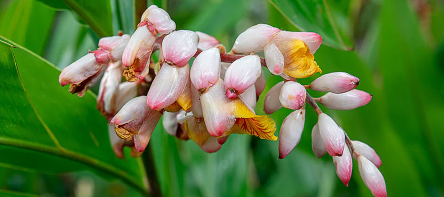plante-medicinale