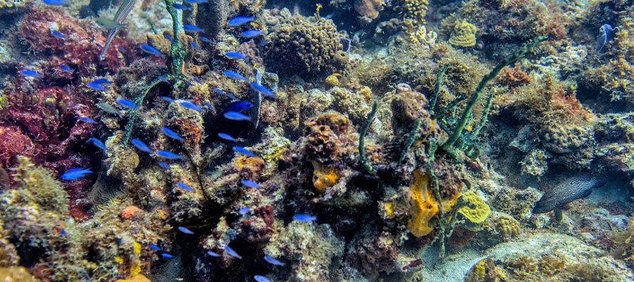 snorkeling-martinique