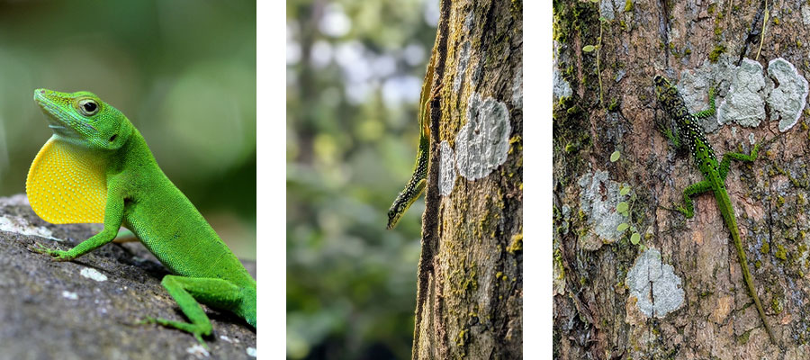anolis