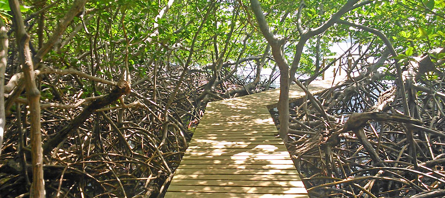 mangrove-presqu-ile-caravelle