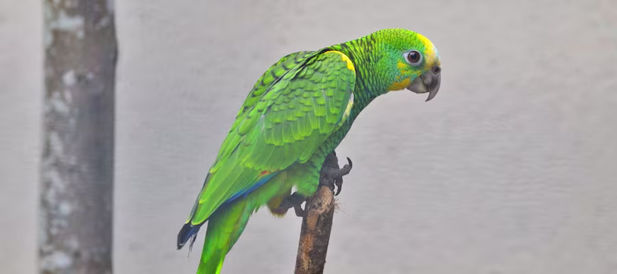 perroquet-vert