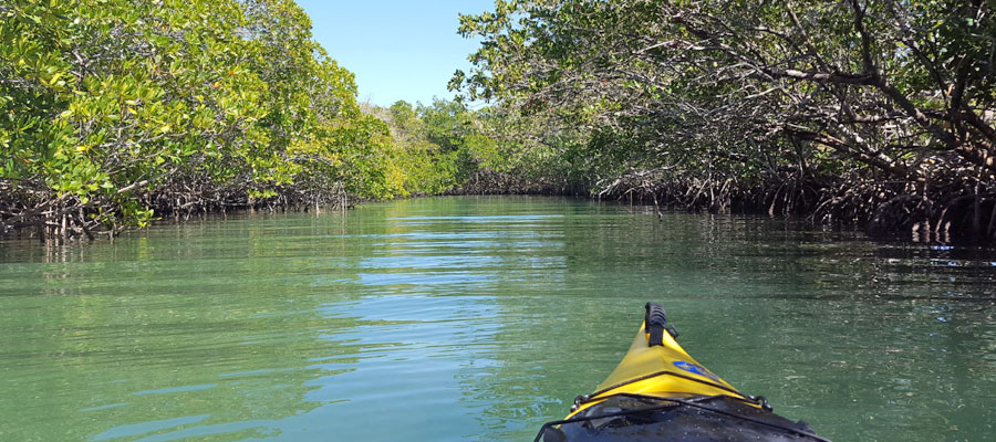 kayak-dans-la-mangrove