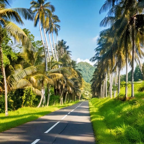 500x500-route-tropical2-min
