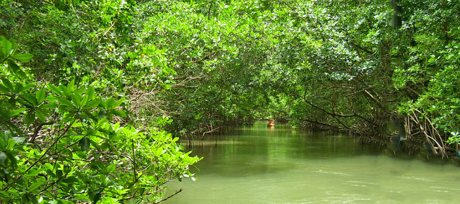 mangrove-baie-de-genipa