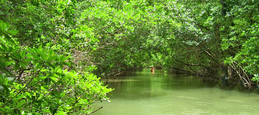 mangrove-baie-de-genipa