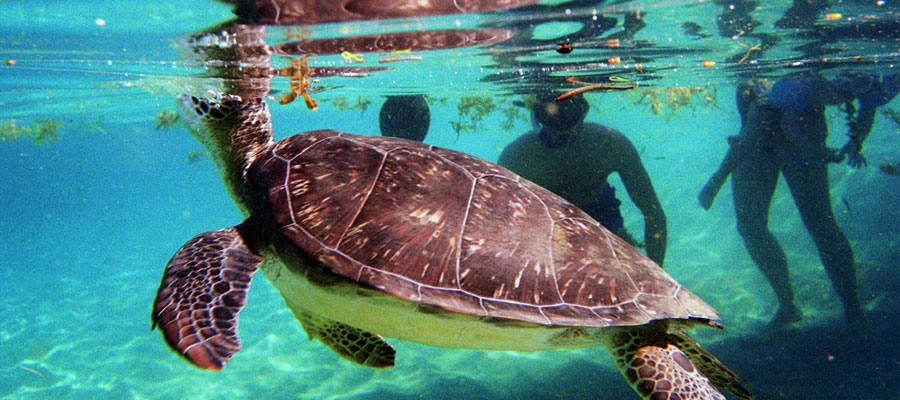tortues-de-mer-martinique