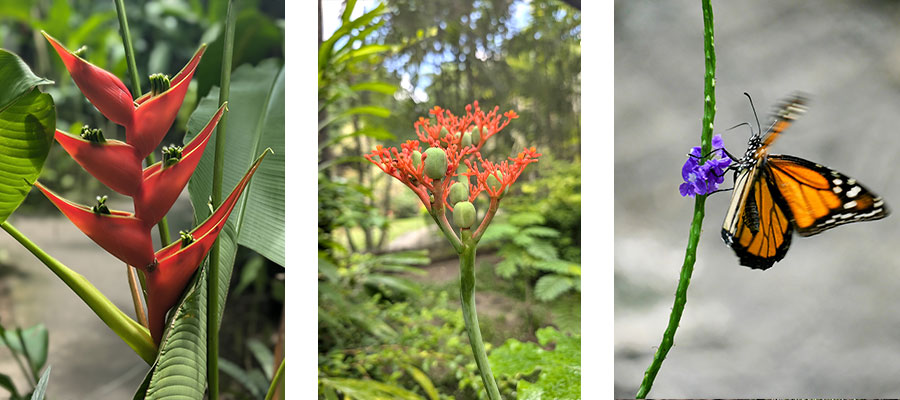 zoo-martinique-fleurs