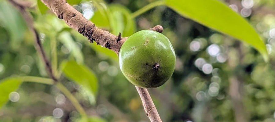 fruit-mancenillier