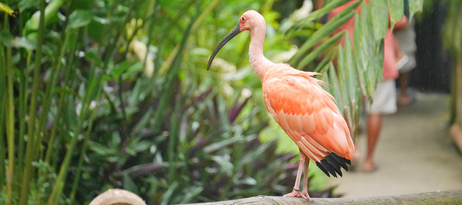 zoo-martinique