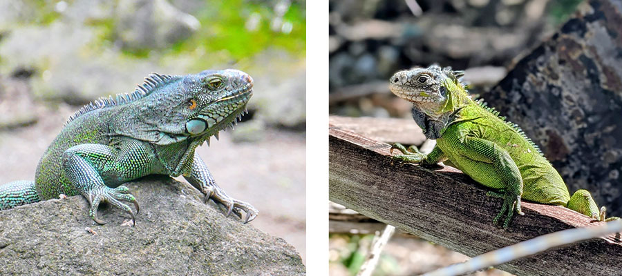 iguanes-en-martinique