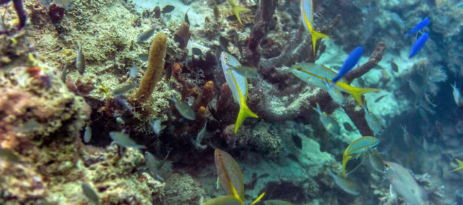 snorkeling-martinique-poissons