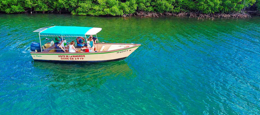 mangrove-bateau