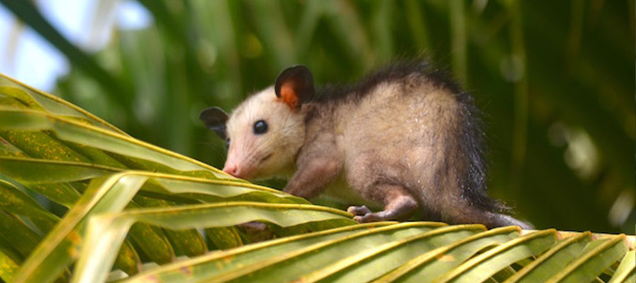 manicou-martinique