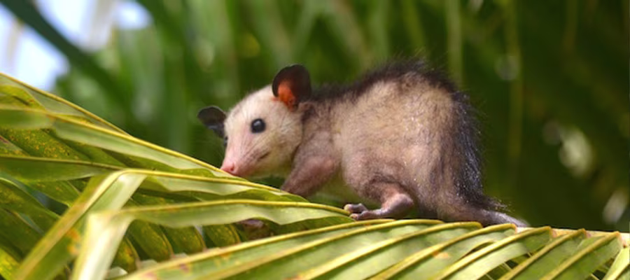 manicou-martinique