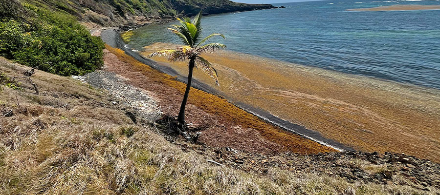 sargasses-martinique-invasion