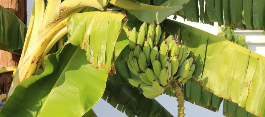 souvenirs du voyage au  musée  de la banane