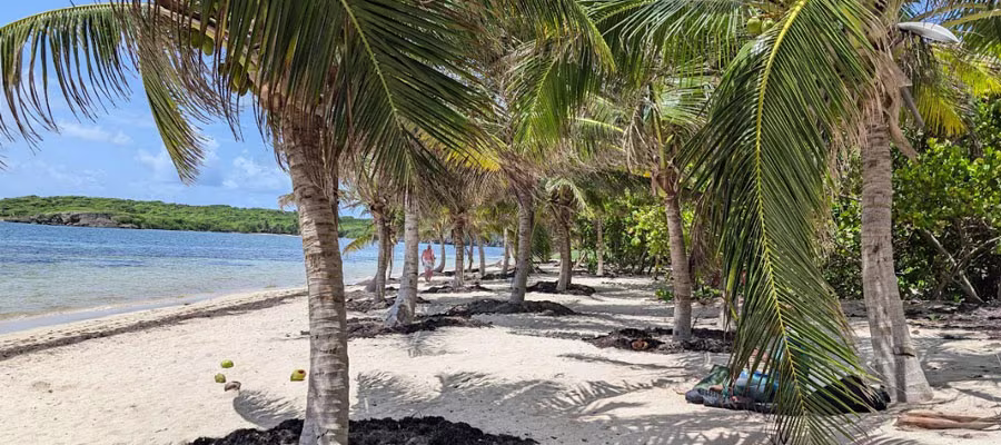 palmiers-plage-anse-michel
