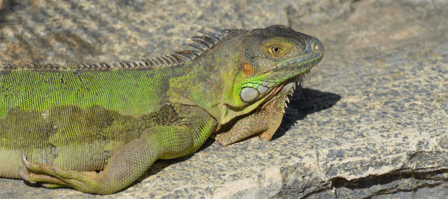 iguane-vert