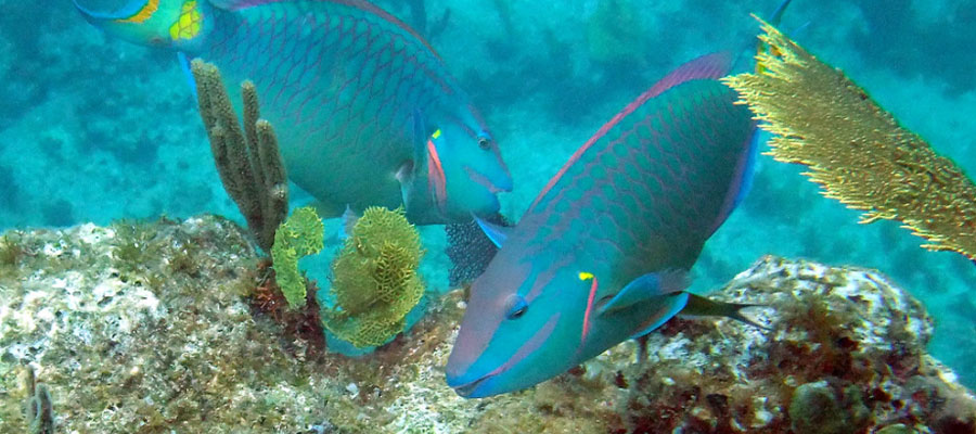 poisson-perroquet-martinique