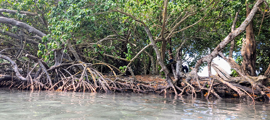 mangrove-du-trou-cochon