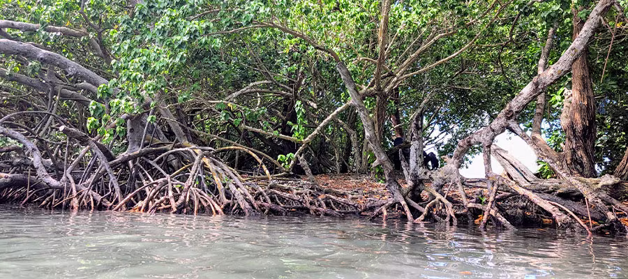 mangrove-du-trou-cochon