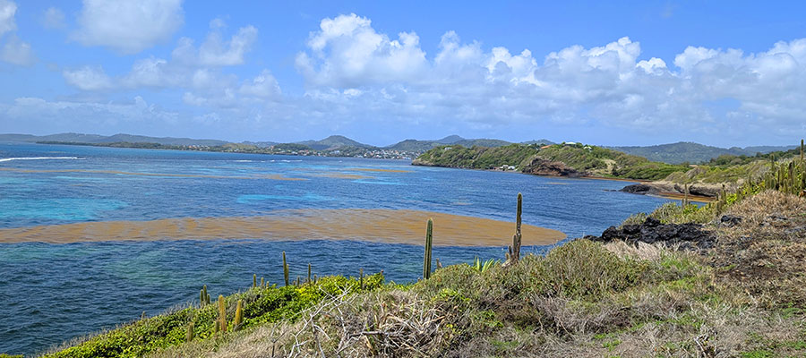 banc-sargasse-martinique