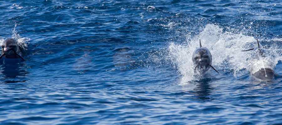 sorties-dauphins