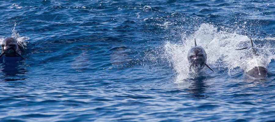 sorties-dauphins