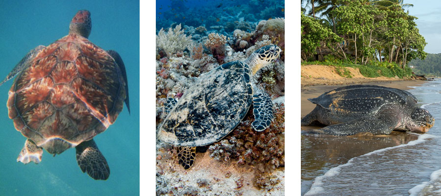 tortues-marine-martinique