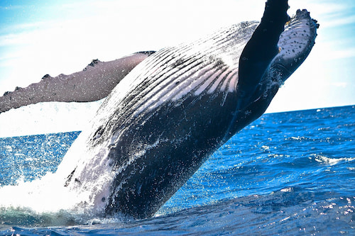 Les baleines à bosse dans la baie de samana au nord est de la République dominicaine
