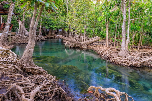 Los Haitises National Park, a UNESCO World Heritage Site : to discover the wildlife