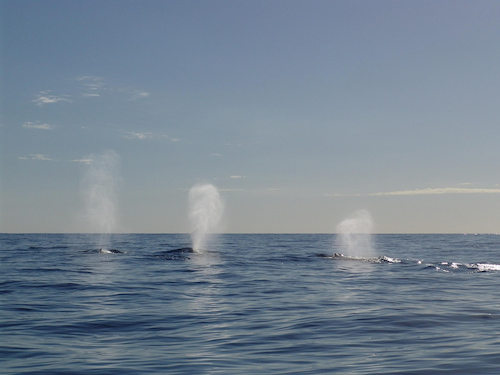 Observación de ballenas en Saman