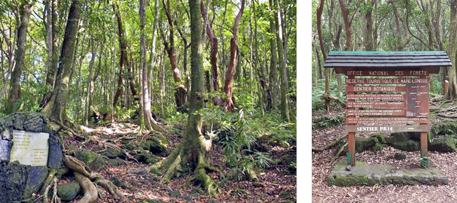 foret-mare-longue