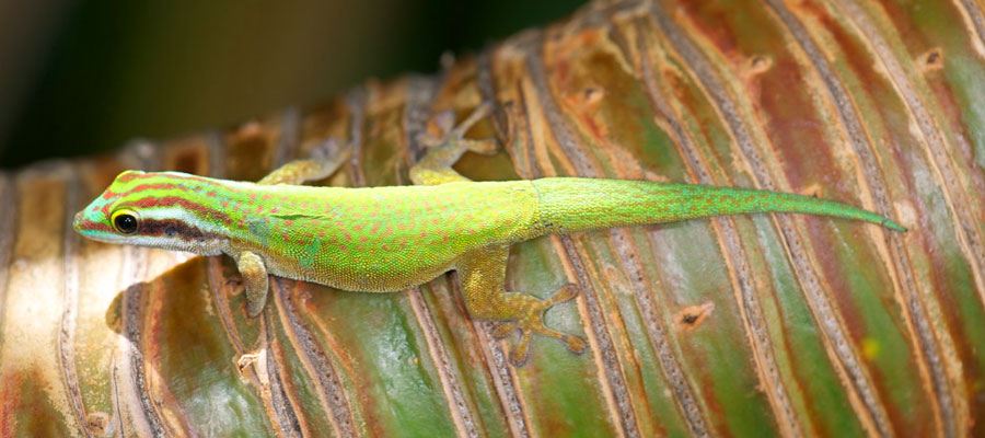 gecko-vert-la-reunion