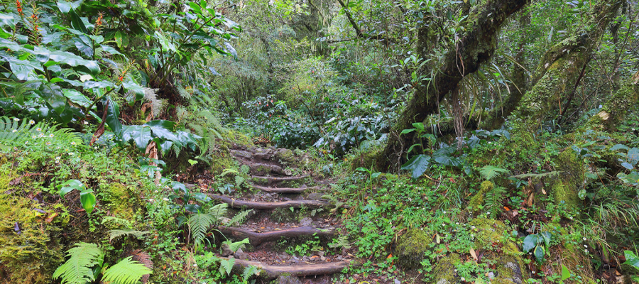 randonee-cirque-de-cilaos